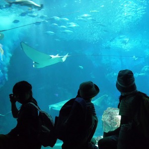 ジュニア春の遠足　☆マリンワールド海の中道へ行ってきました☆