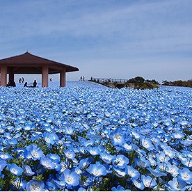 ジュニア秋の遠足in海ノ中道海浜公園のご案内